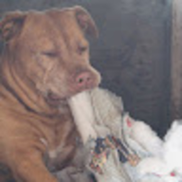 Meet your Posher, Deebo - Picture 1 of 1